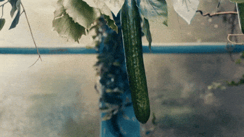 Drinks Fruit GIF by HENDRICK'S GIN