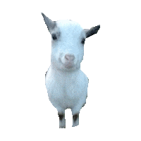 goat STICKER by imoji