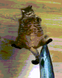 GIF by Giphy QA