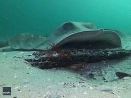 Diver 'Heartbroken' as Stingray Preys on Octopus Protecting Its Eggs