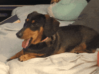 Hot Dog Dogs GIF