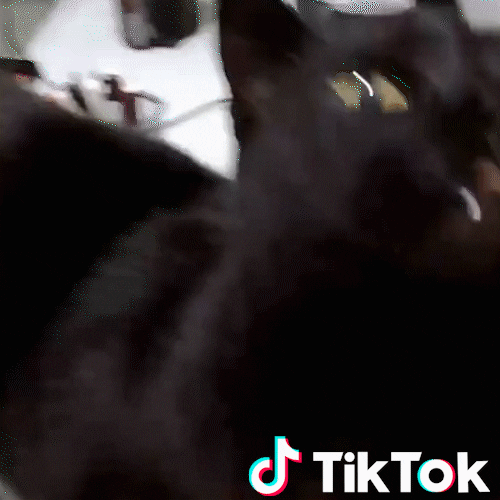 Cat No GIF by TikTok Italia