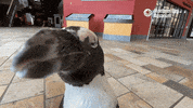 Close Up Hello GIF by Monterey Bay Aquarium