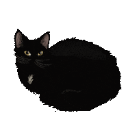 Black Cat Sticker