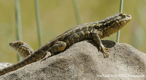GIF by KQEDScience