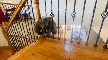 Raccoon Struggles to Fit Through Railing