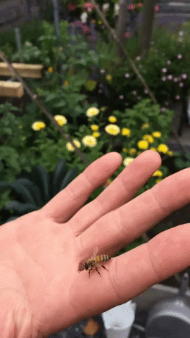 imkerijBeesboss giphygifmaker beekeeping bij imker GIF