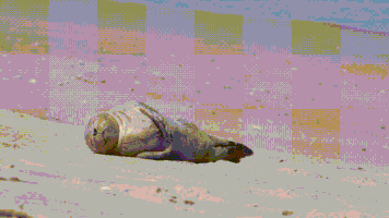 seal pup GIF