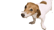 naskoties_zane dog eating doggo cutedog Sticker
