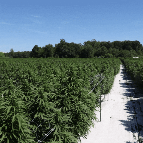 Plant Grow GIF by Exclusive Brands