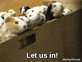 videos results GIF