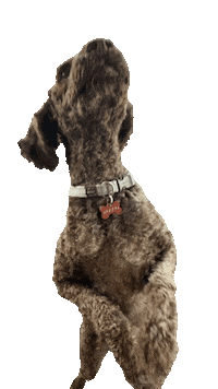 Excited Me Please Sticker by Socially Sorted