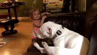 Cute Toddler and Deaf Pitbull Goof Around