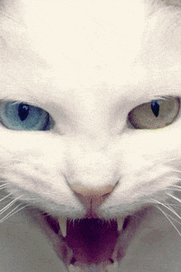 cat glaring GIF