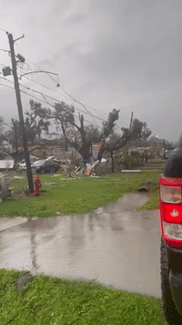 Trees Downed in New Orleans Suburb After Deadly Tornado Rips Through Area