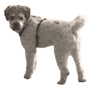 Happy Water Dog Sticker by Lernfitness