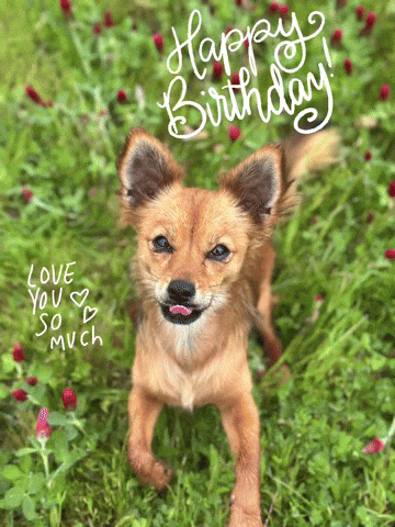 Happy Birthday GIF by Breathing Room