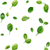 plant Sticker by Spinach Farms