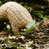 Wild City Follow GIF by BBC America