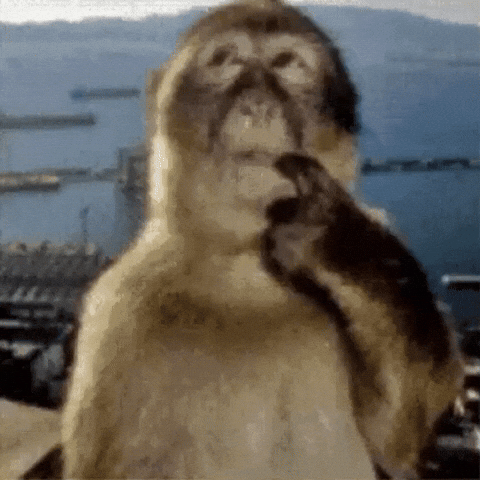 Monkey Irq GIF by Bashar