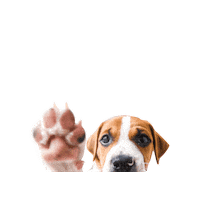 Teddy Bear Hello Sticker by Taylor Starcher