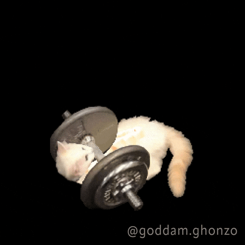 Cat Working Out GIF