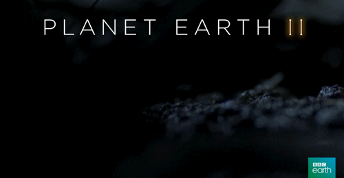 planet earth 2 wiggle GIF by BBC Earth