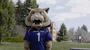 Montana State Bobcats Reaction GIF by Montana State University