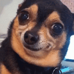 Paginalixo giphyupload GIF