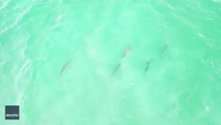 Drone Captures Shark Hunt and Bait Ball Off NY Island