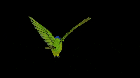 SanJorge giphygifmaker art gif artist gif green bird GIF