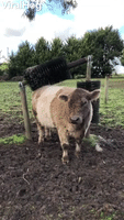 Cute Cows Seriously Love New Scratching Posts