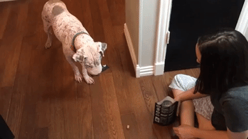 Rescue Dog Conquers Fear of Indoors With Help of Owner