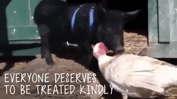 mercyforanimals vegan friend pig turkey GIF