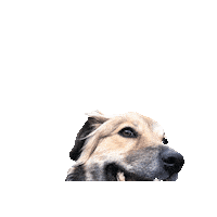 animaladoptioncenterjh dog adopt aac Sticker