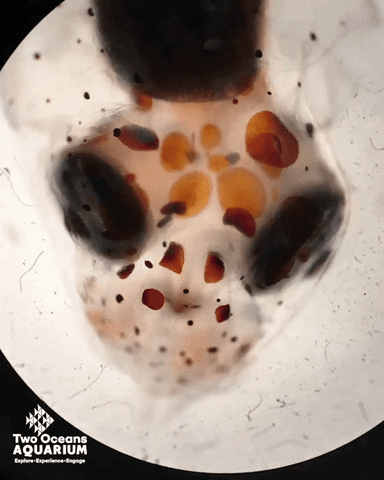 giphyupload GIF