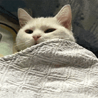 Tired Me Da Igual GIF