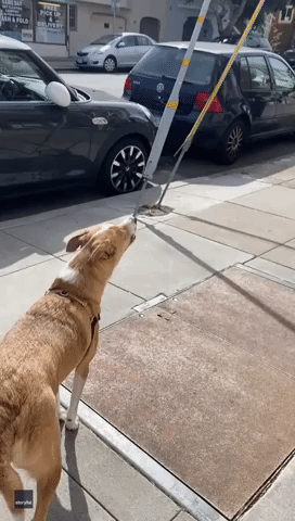 Dog Howls Along With San Francisco Fire Truck