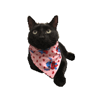 Black Cat House Panther Sticker by Geekster Pets