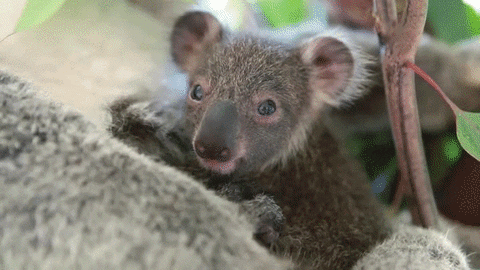 baby koala GIF