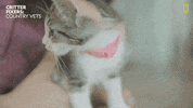 National Geographic Vet GIF by Nat Geo Wild