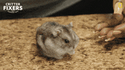 National Geographic Vet GIF by Nat Geo Wild