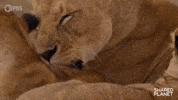 Episode 2 Cat GIF by PBS