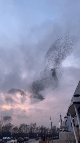 Starlings Spotted in Dreamy 'Dance' During Sunset Murmuration