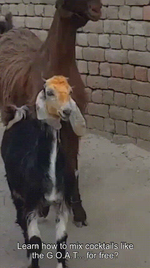 maggiehasrouny giphyupload GIF