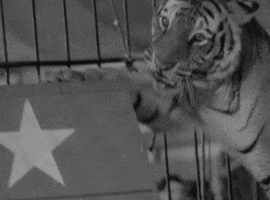 classic film oshaughnessys boy GIF by Warner Archive