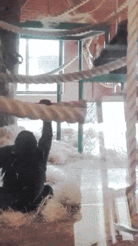 gorilla GIF
