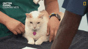National Geographic Cat GIF by Nat Geo Wild