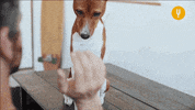 High Five Mans Best Friend GIF by CuriosityStream