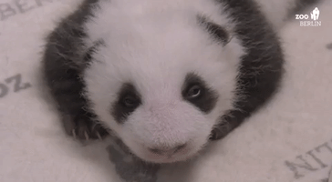 Berlin Zoo's Twin Panda Cubs Open Their Eyes for the First Time